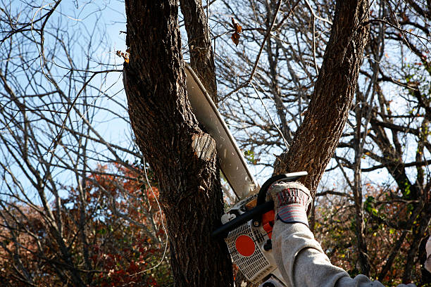 Best Tree Health Inspection  in Shortsville, NY