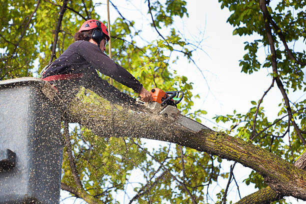 Best Tree Disease Treatment  in Shortsville, NY