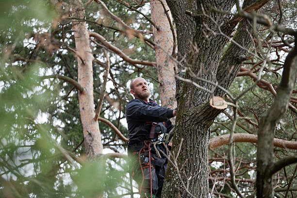 How Our Tree Care Process Works  in  Shortsville, NY
