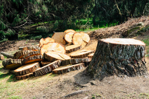 Best Tree Removal  in Shortsville, NY